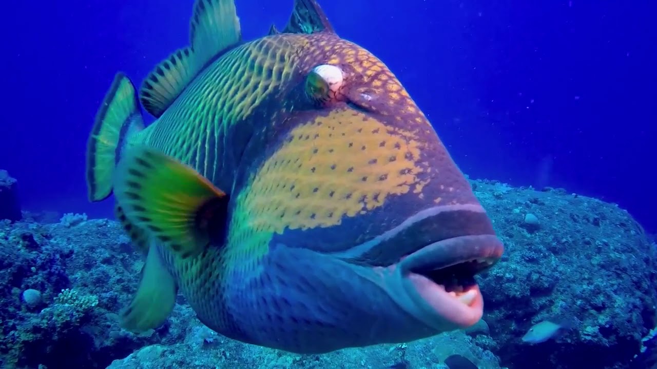 Beachcomber Diving Experience
