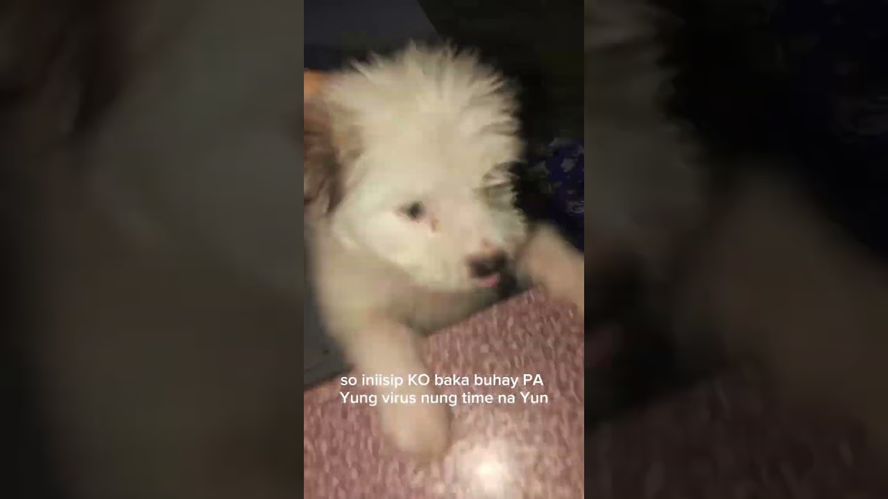 6puppy die due to parvo virus 🥺