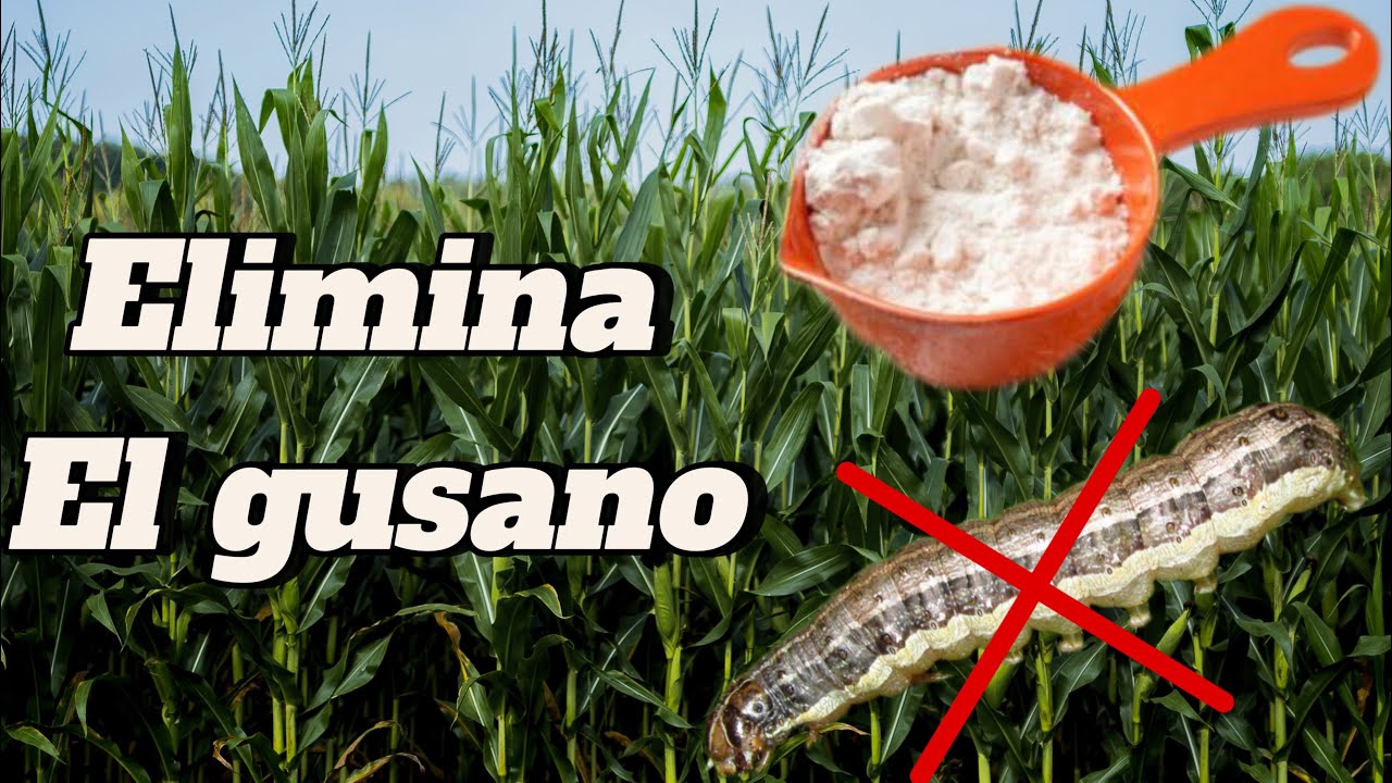 Como eliminar el Gusano Cogollero del maíz sin químicos 🐛 🚫 Tierra de Diatomeas (100% Orgánico )