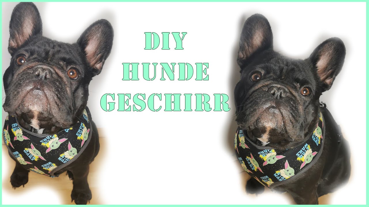 DIY HUNDEGESCHIRR aus einer Leine - Softgeschirr selbst gen&auml;ht