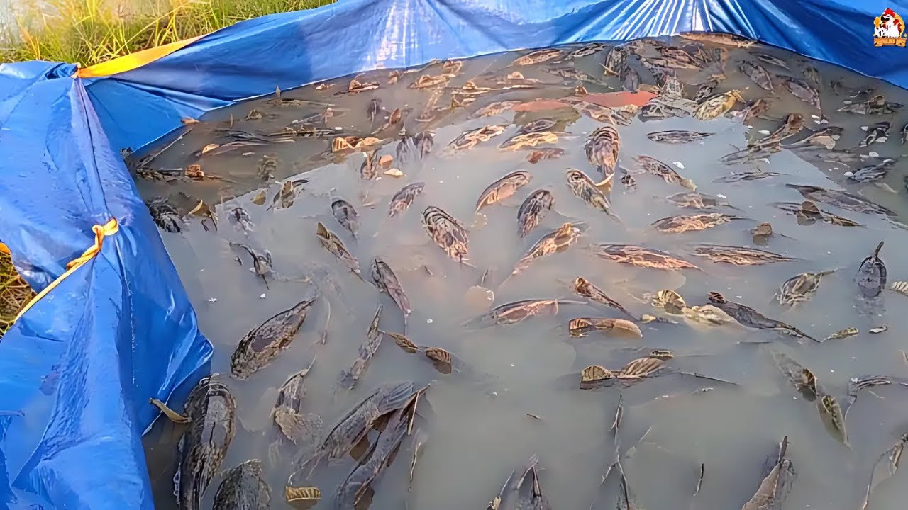 PHÁT TÀI LỚN TỪ NUÔI CÁ BỐNG TƯỢNG KHI BIẾT NHỮNG CÁCH HAY NÀY