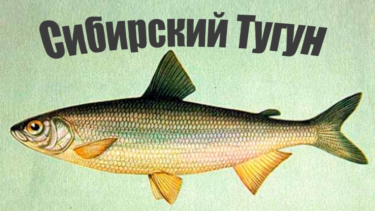 Редкая Сибирская рыба, которая скоро совсем исчезнет в водоемах..