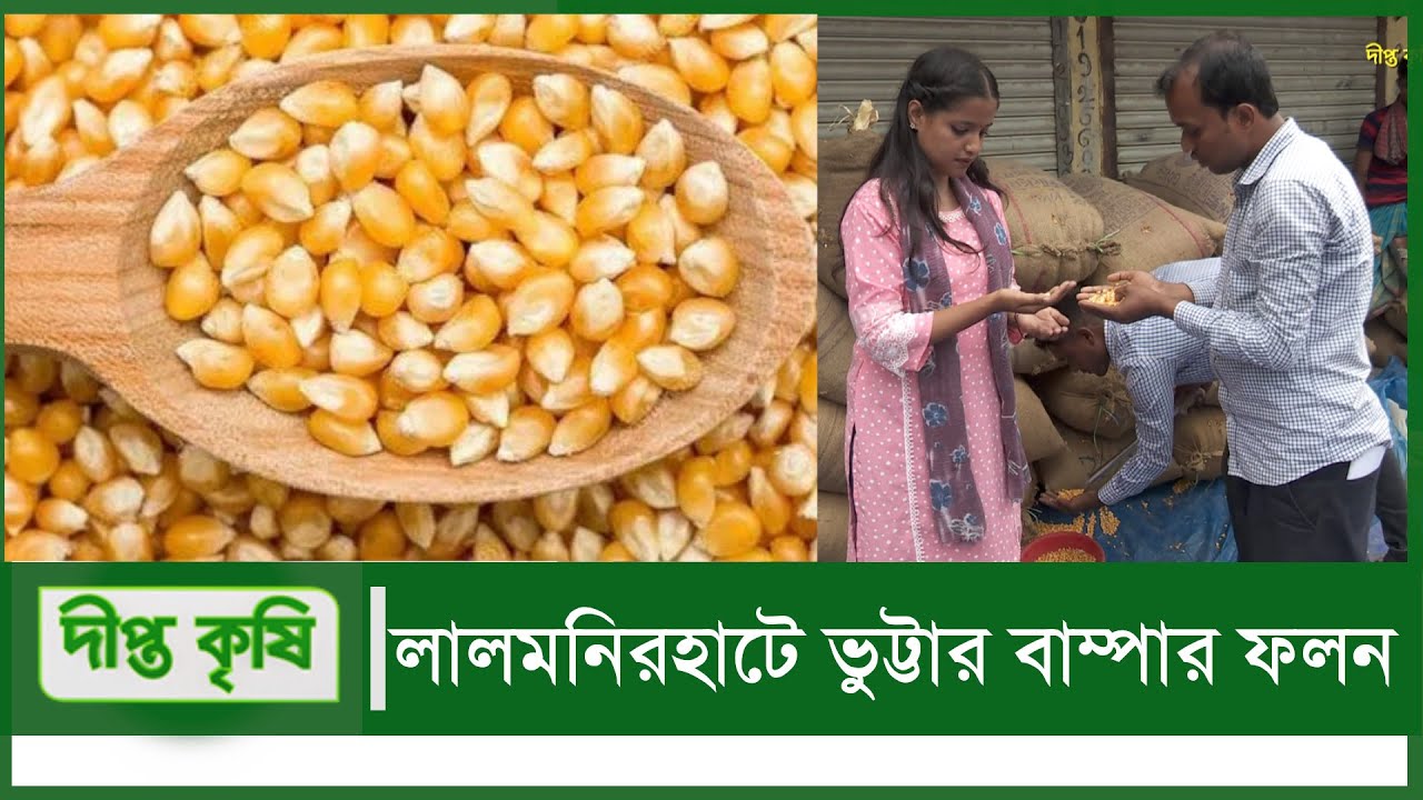 Deepto Krishi l Corn l ২০২২ সালে ভালো বাজার দাম পেয়েছেন লালমনিরহাটের ভুট্টা চাষীরা l EP 1253