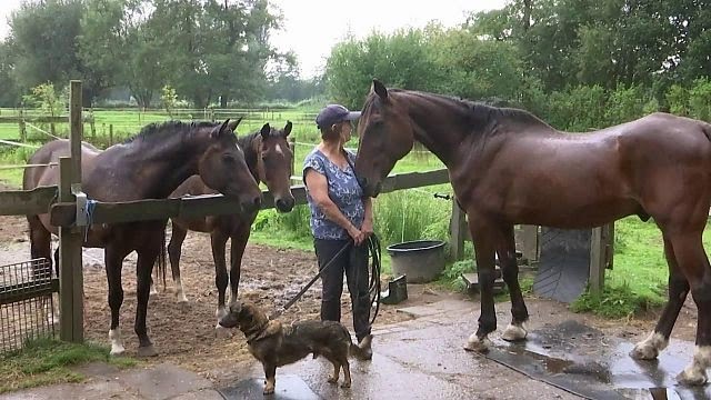 Gemeente zet bejaard paard uit stal