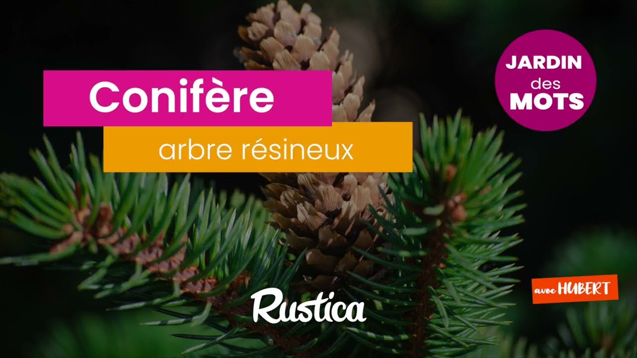 Jardin des mots : conifère