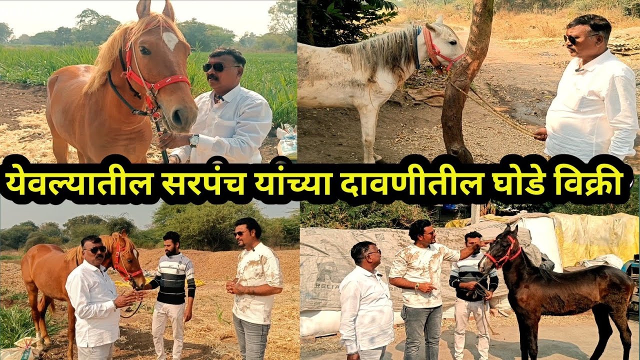 मारवाड,गावरान,येवल्यातील घोडेव्यापारी यांचे घोडे विक्री🐴