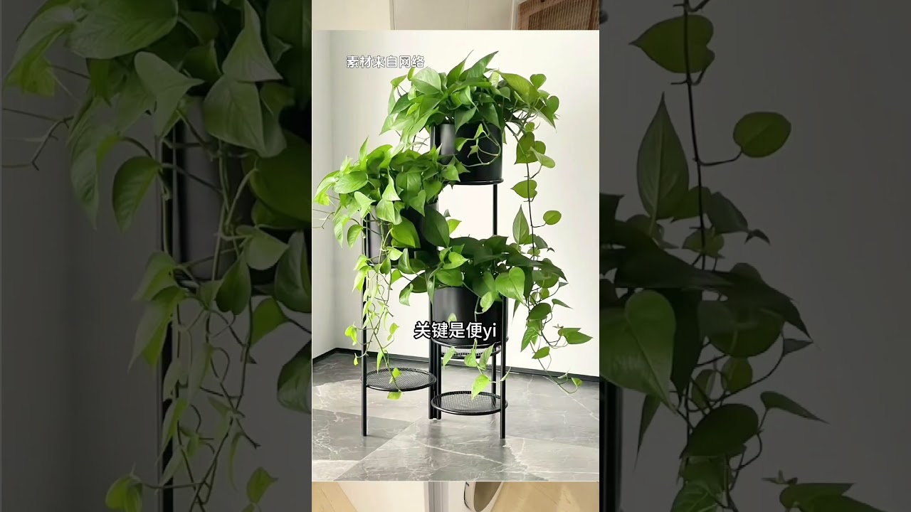 抠门男人废物利用！网红绿植0元购！花卉绿植 软装搭配 水培植物  变废为宝省钱