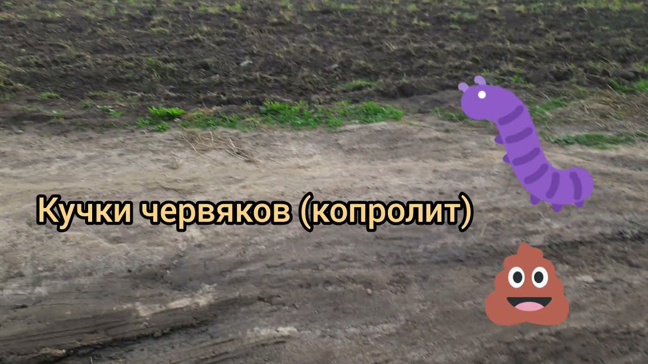 Собираю кучки червяков (копролиты), простое удобрение.