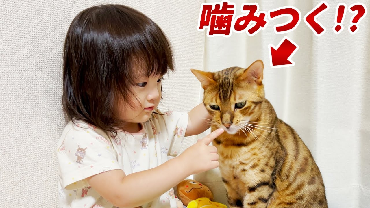 2歳娘の不思議な遊びに付き合わされる元噛みつき猫