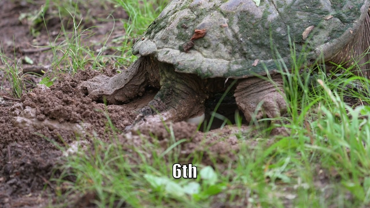 Common Snapping turtle digging a nest hole and laying eggs!