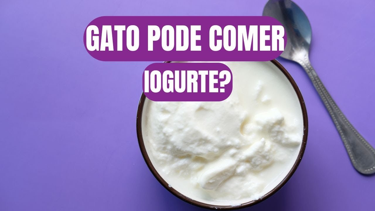 Gatos podem comer iogurte? I Gato pode comer iogurte?