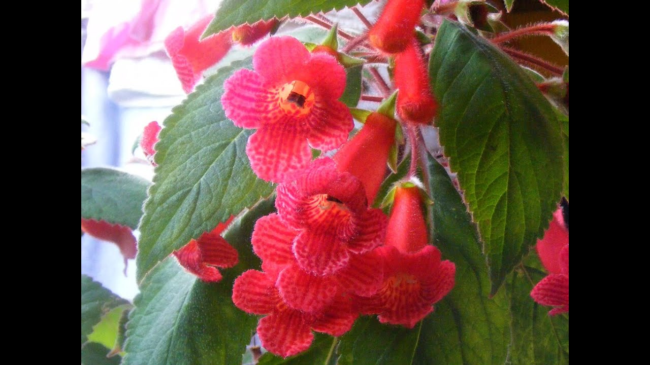 Japon Küpesi (Kohleria) Komşu Çatlatan Bitkisi Bakımı