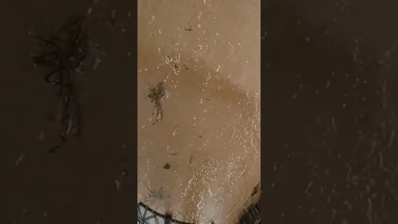 Dog Falls Into Flood Water and Man Jumps to Save Him 😢🐶