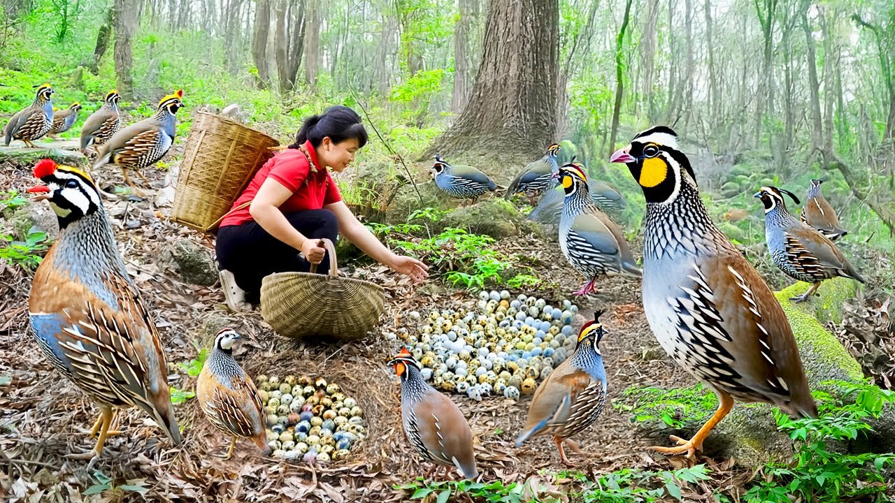 Harvest Quail Egg, goes to the market to sell - Harvesting and Cooking |Tieu Vy Real Life