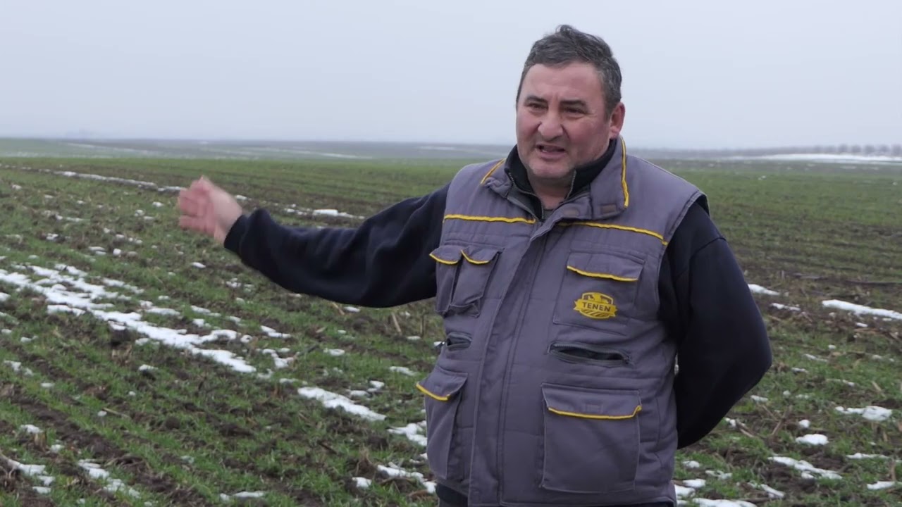 RAZGOVOR O PSENICI SA SAVOM BANICEM IZ KOVILJA