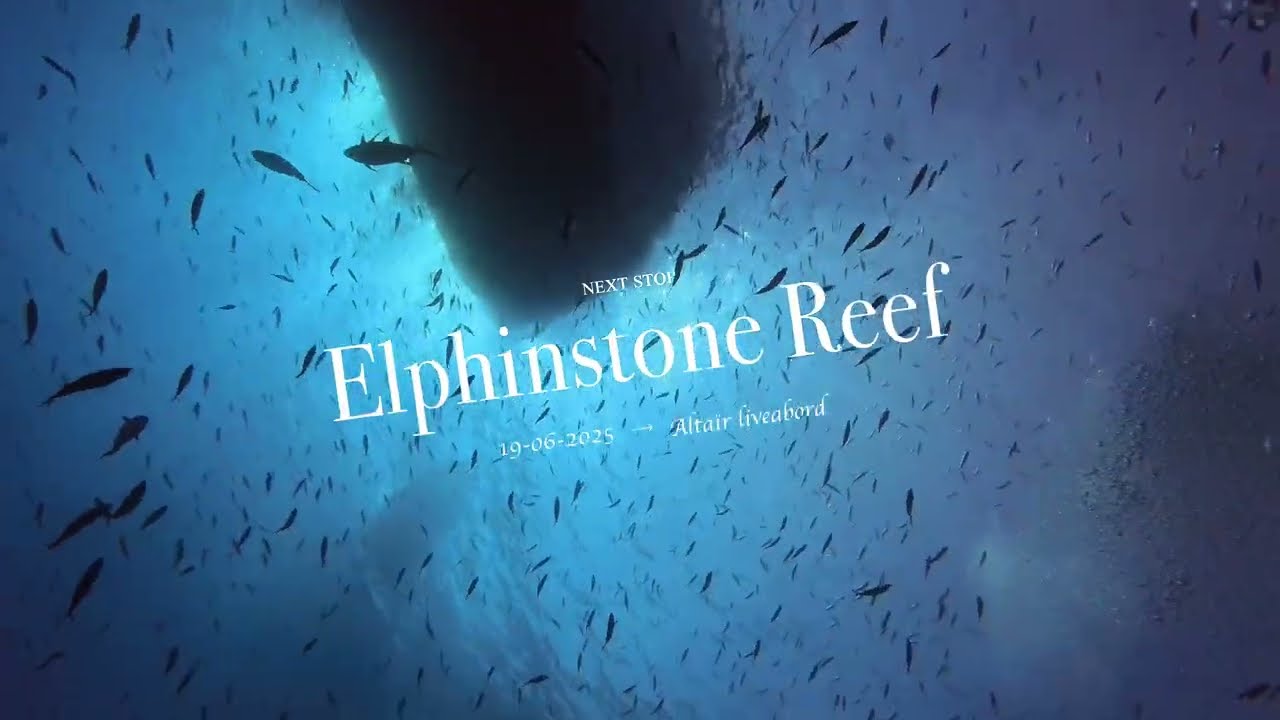 Diving attitude - Elphinstone reef