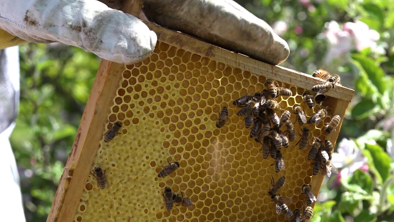 Obstbl&uuml;te im Alten Land - Bienen, Apfelbl&uuml;ten, Kirschbl&uuml;ten, Bl&uuml;tenfest, Fachwerk
