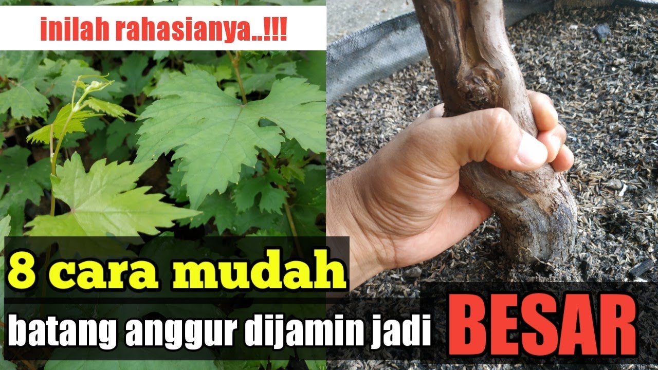 cara membesarkan batang tanaman anggur