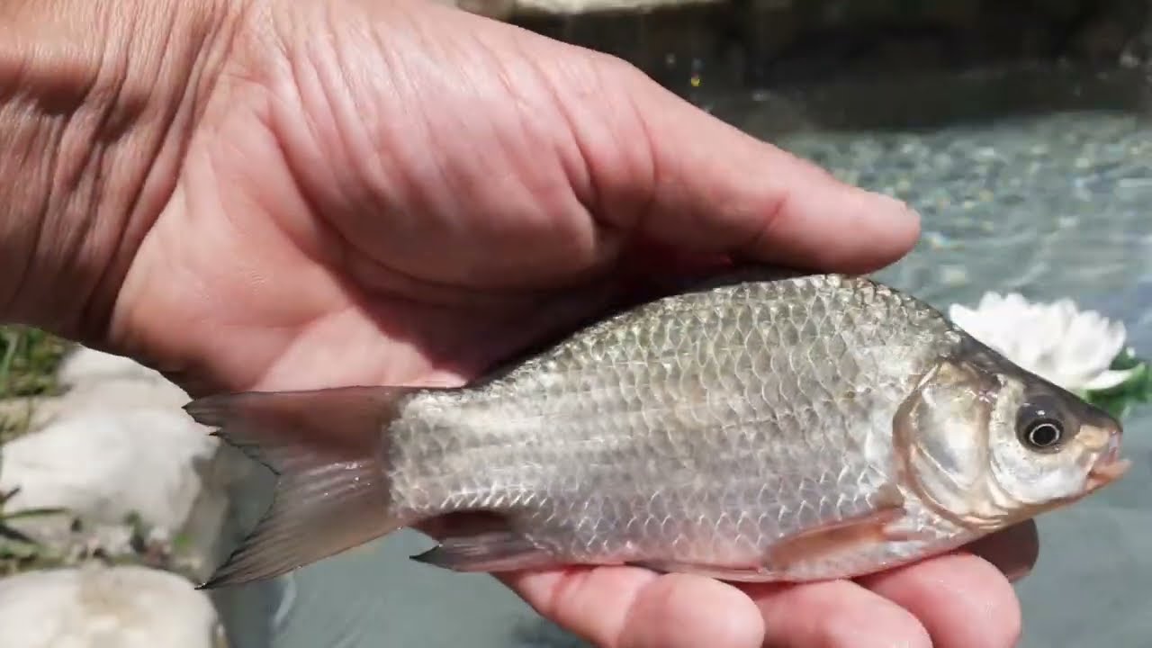 PESCUIT LA PLUTA PE BALTA VALEA COCIOVALISTEA