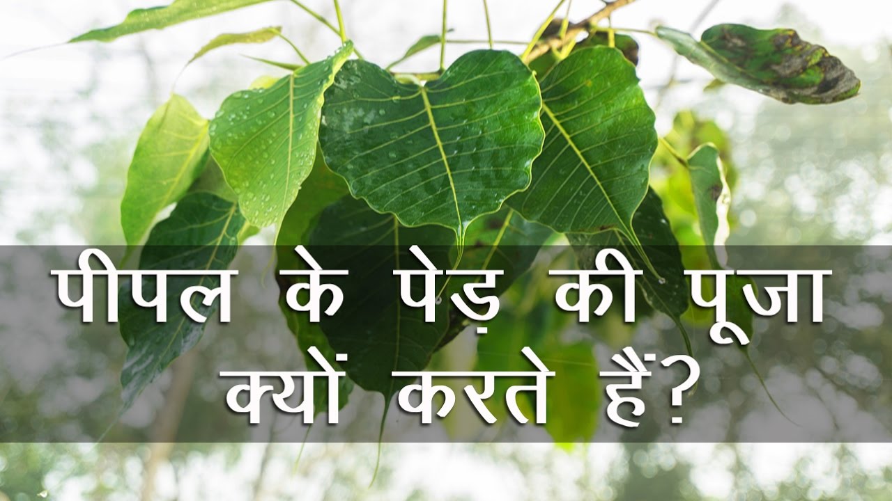 पीपल के पेड़ की पूजा क्यों करते हैं? || Why Worship Peepal Tree?
