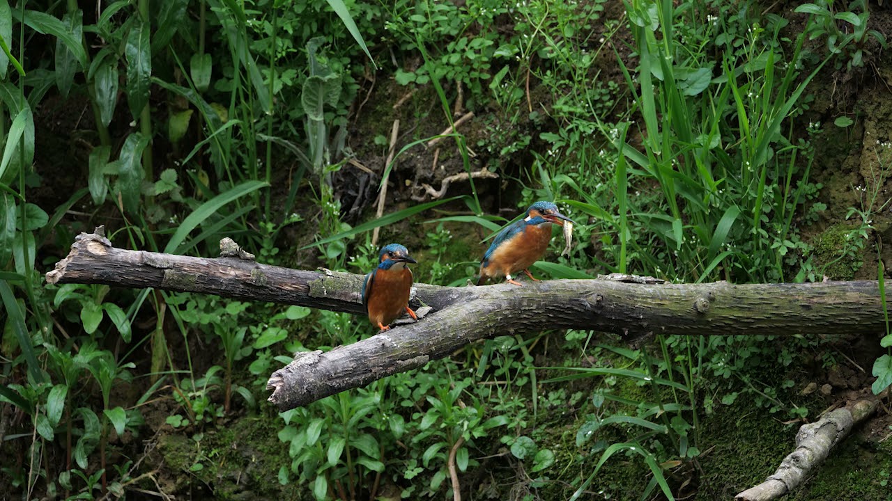 Male Kingfisher feeding the female.