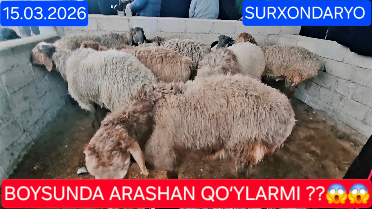 15.03.2026 SURXONDARYO BOYSUN BOZORIDAN QOʻZILI QOʻY QOʻZI QOʻCHQOR ECHKI ULOQ TAKA SARKA NARXLARI