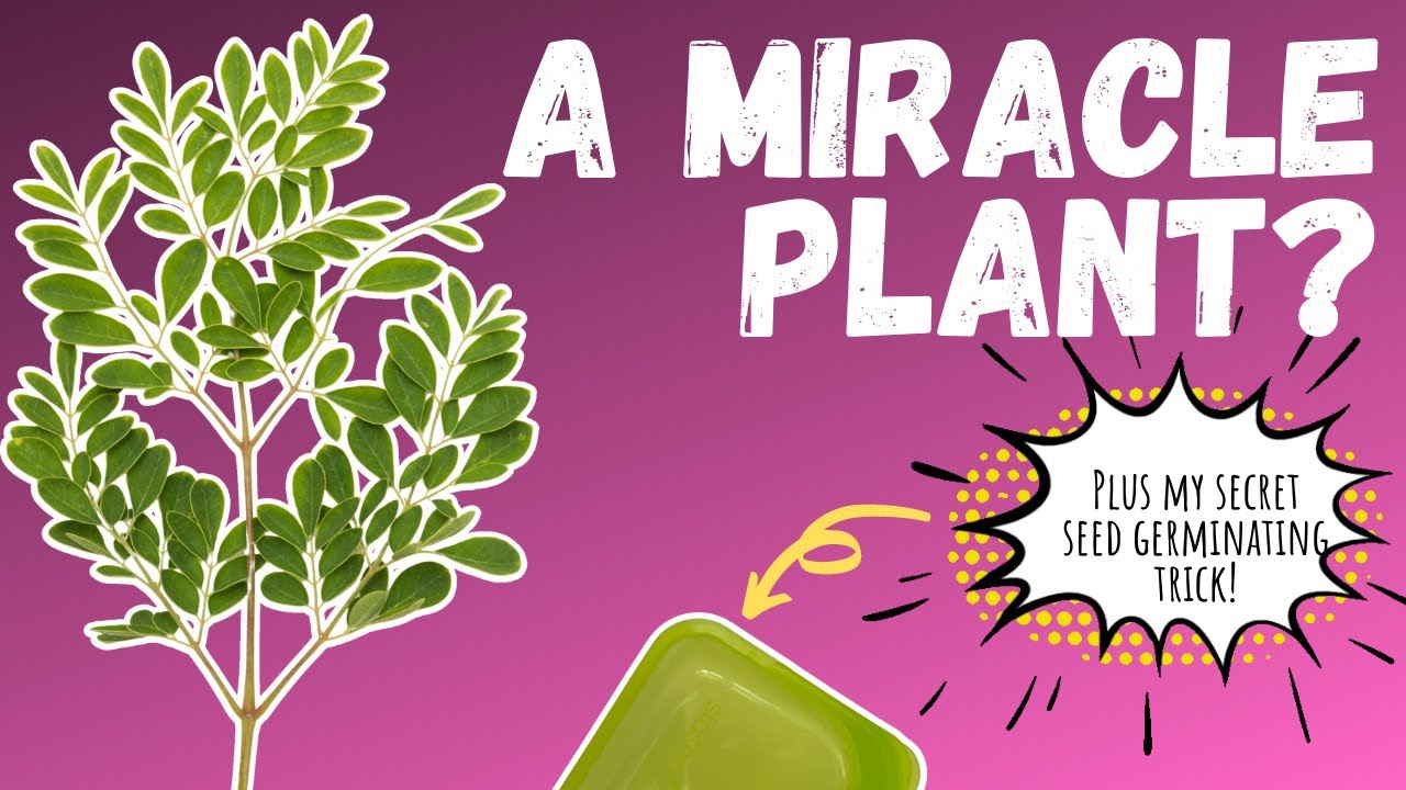 MORINGA, the plant you NEED to know about + my seed germinating SECRET