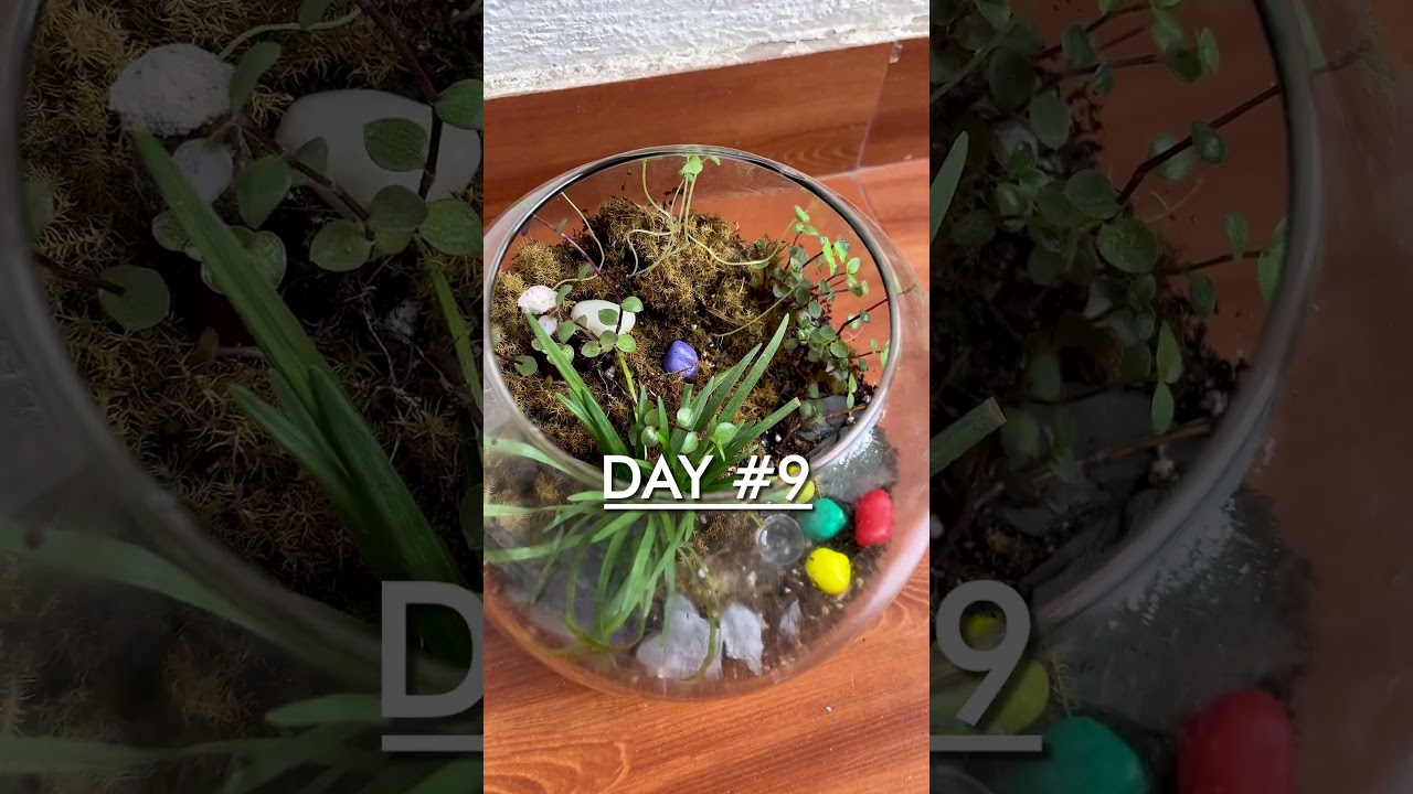 mini ecosystem part 2