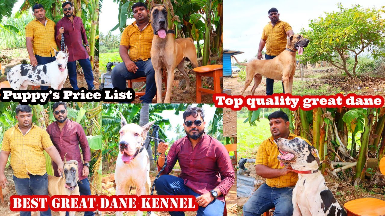 DOG FOR SALES | | Imported Lineage Stud Male & Puppy Sales | Biggest The Great Dane Kennel In Tamil