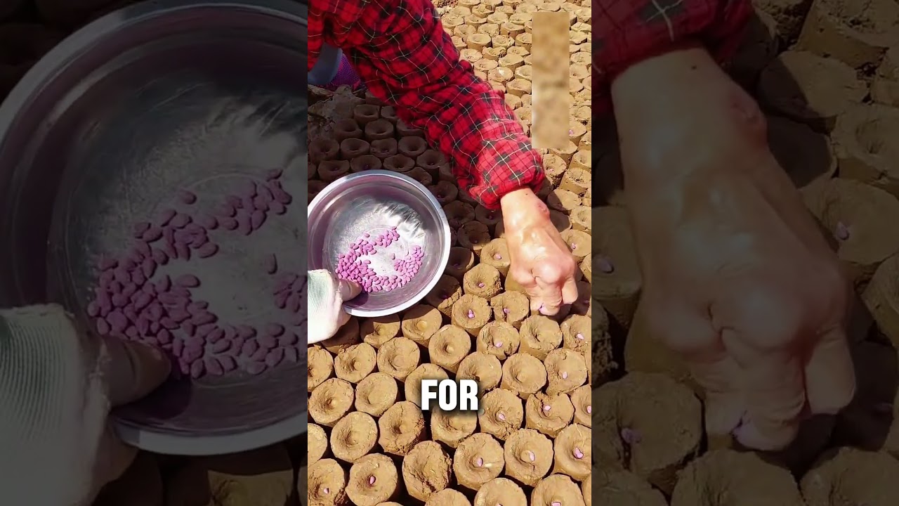 Cotton Farming Process