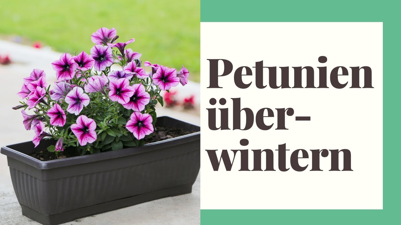 Petunien überwintern - Die Petunie winterfest machen