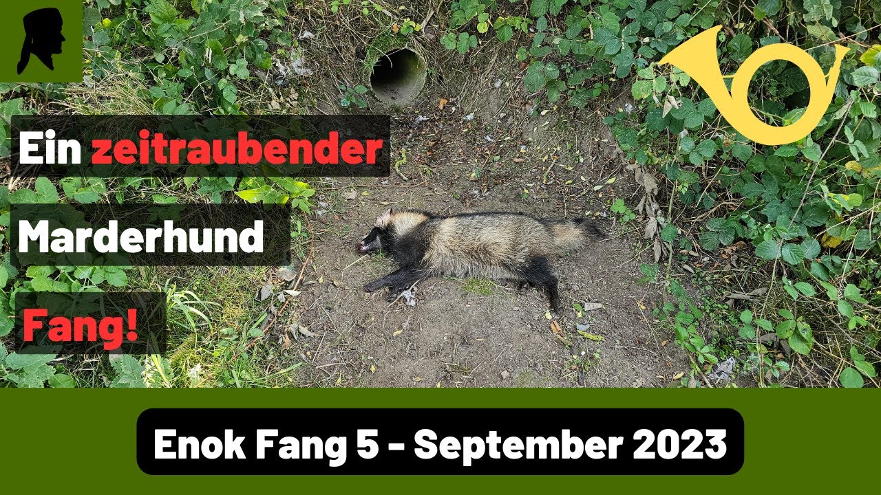 Marderhund verschiebt Betonrohre//Fallenmelder statt Fanganzeiger//Jagd 2023//TrapperInfo