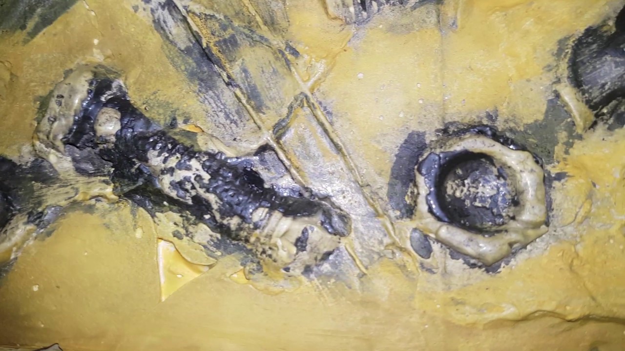 Tanatocenosi Fossile