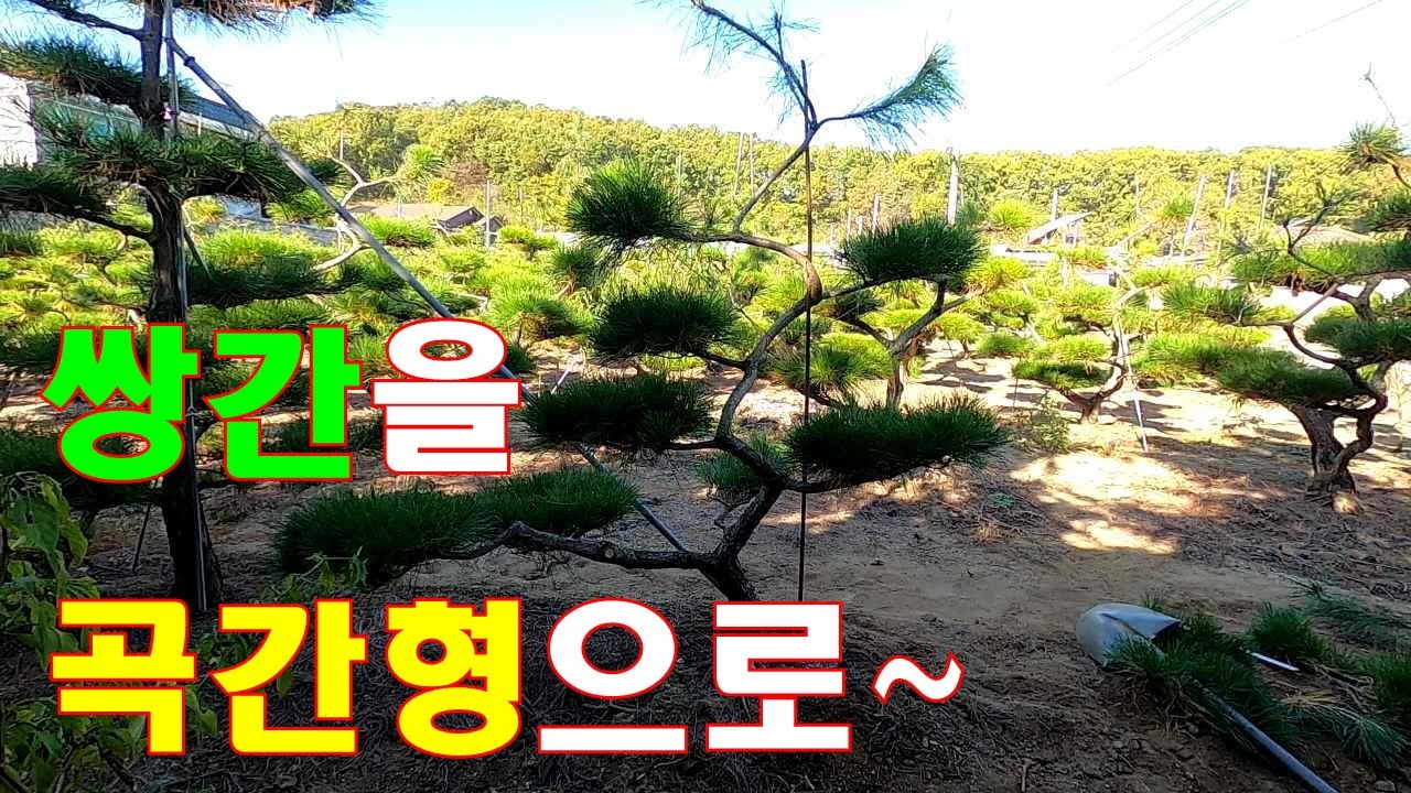 쌍간을 곡간형으로~ 소나무 수형은 한눈에 들어오도록 간결하게 처리 #정원관리 #소나무수형 #소나무관리 #소나무전지 