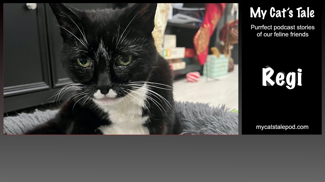 My Cat's Tale - Regi, the Queen of Queens