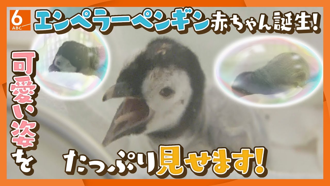 【可愛い姿じっくり見せます！】エンペラーペンギン赤ちゃん誕生！和歌山・アドベンチャーワールドで一般公開始まる　もっと見たい！という方に長編作りました！