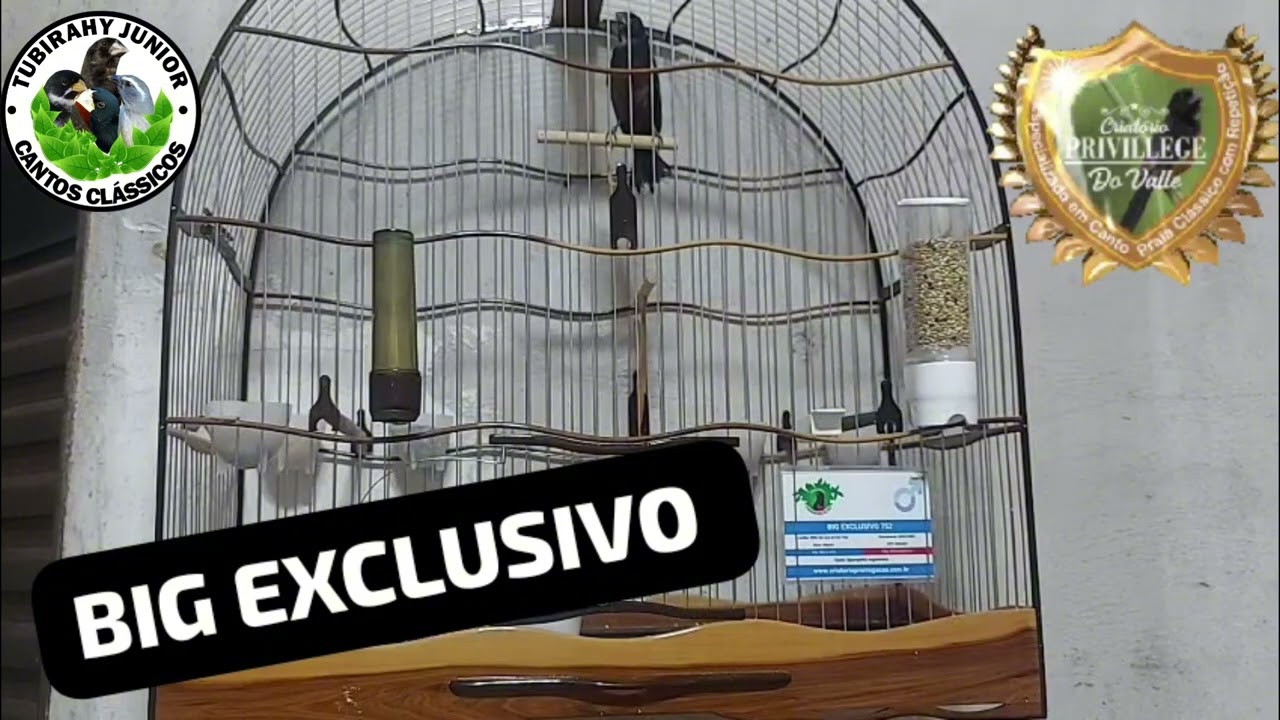 CURIO BIG EXCLUSIVO GALADOR DO CRIATORIO PRIVILLEGE DO VALE GOIANIA