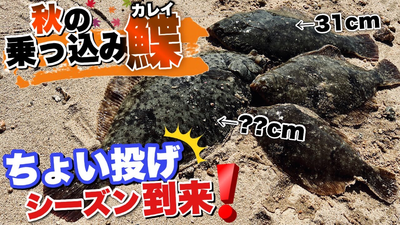 【カレイ釣り】ちょい投げシーズン到来！３時間の短時間釣行でカレイが４枚釣れました。