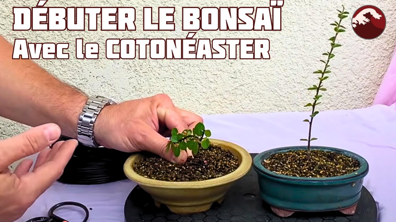 Comment Débuter le Bonsaï avec le Cotonéaster Horizontalis ? 🌱 NEJIKAN BONSAI 🌱