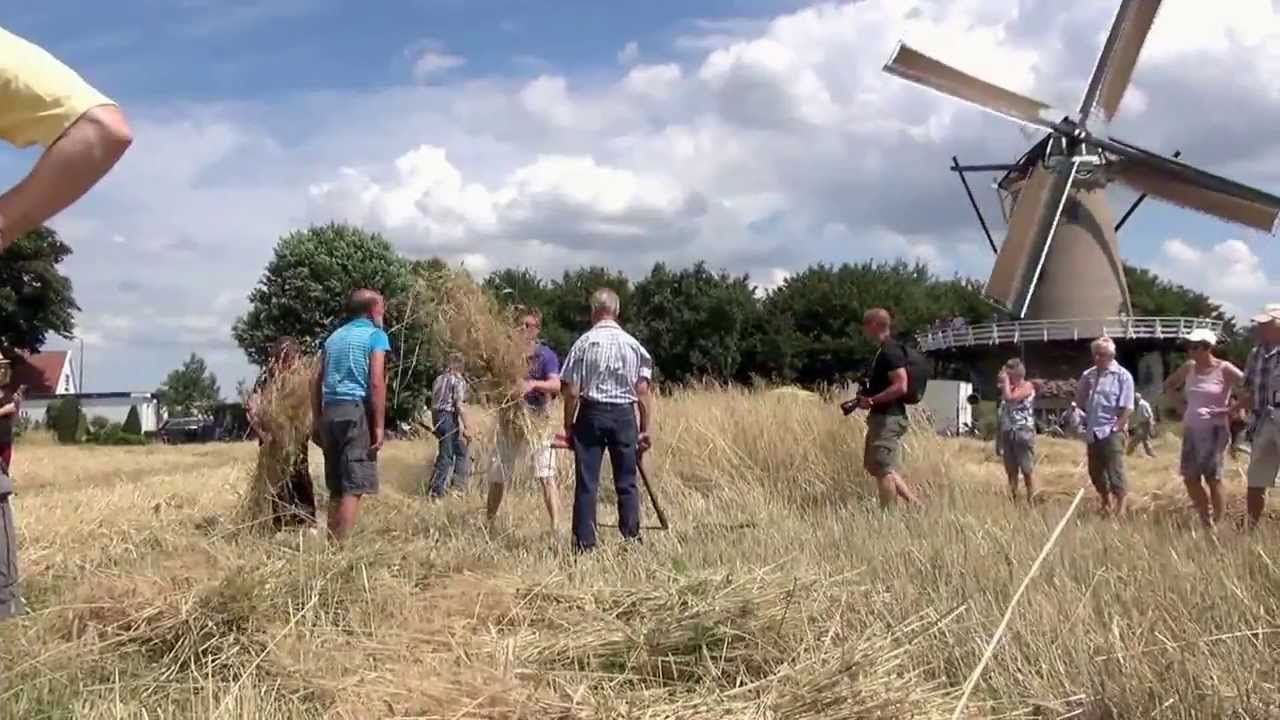 Rogge maaien met 'zicht' en pikhaak op de eng
