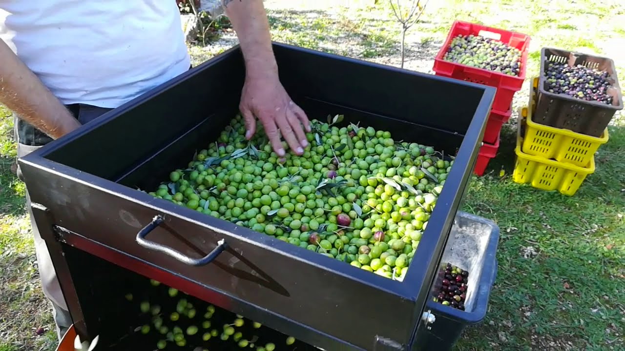 Olive deleafer machine. [ENG]