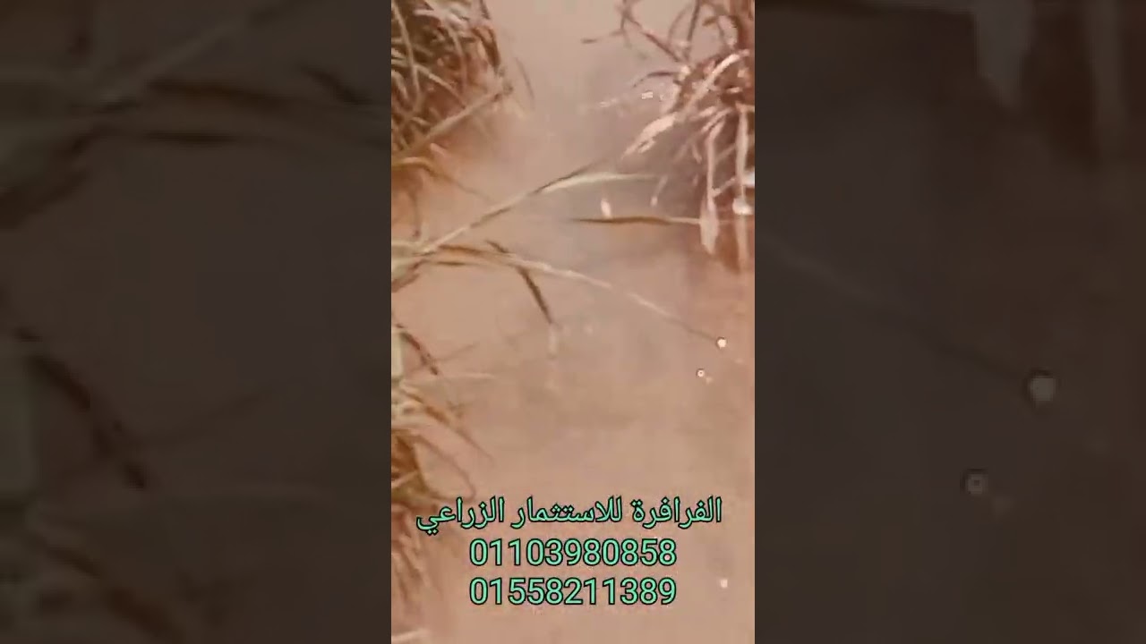 وش المياه = نجاحك هنا في الفرافرة ... خمس نماذج ناجحة