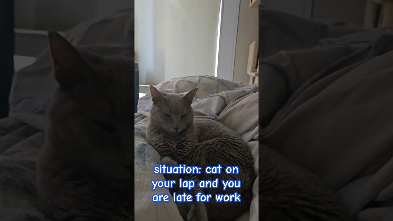 Cat on your lap. time to put your problem solving skills to work. #catchallenges #catlover