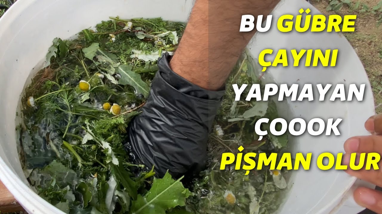 çiçeklenmeyi artıran kök geliştiren papatya çayı gübresi %100