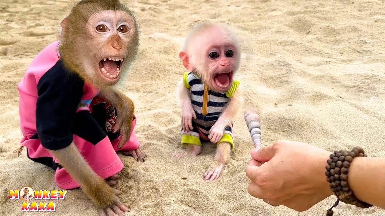 Monkey Kaka and Monkey Mit were curious when they saw the seashell.