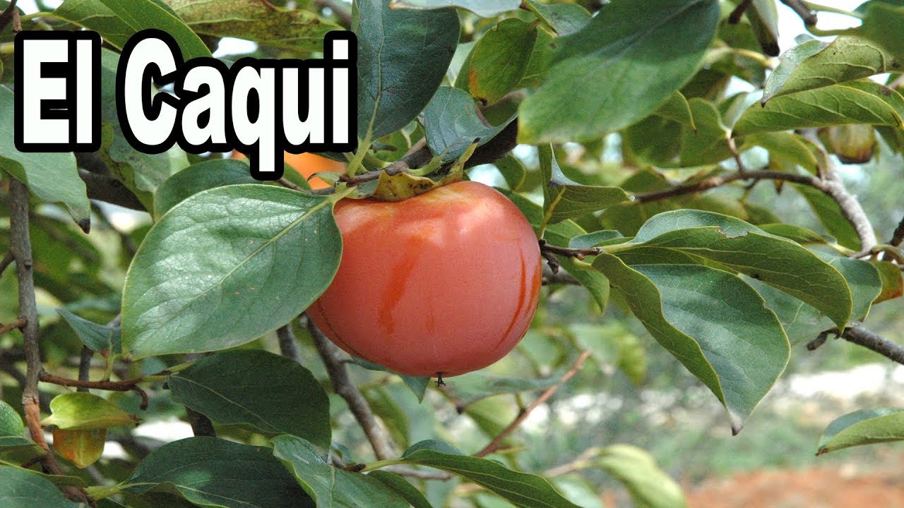 El Caqui y Sus cuidados, Árbol del Caqui