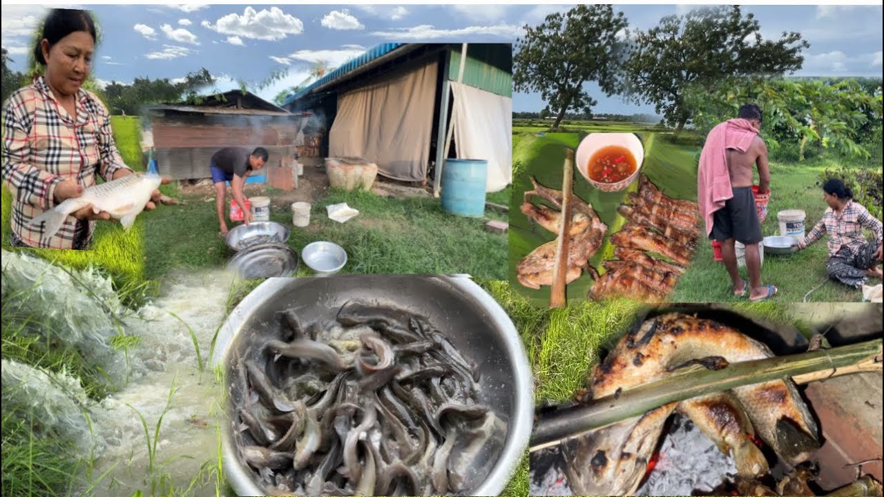 រកត្រីបានច្រើនណាស់.  ក្រោយផ្ទះម្ដាយក្មេក.នៅជាប់ស្រែ បន្តាប់ពីរបូមទឹកដាក់ស្រូវរួច បង់ទ្រាប់យកត្រីស្លរ