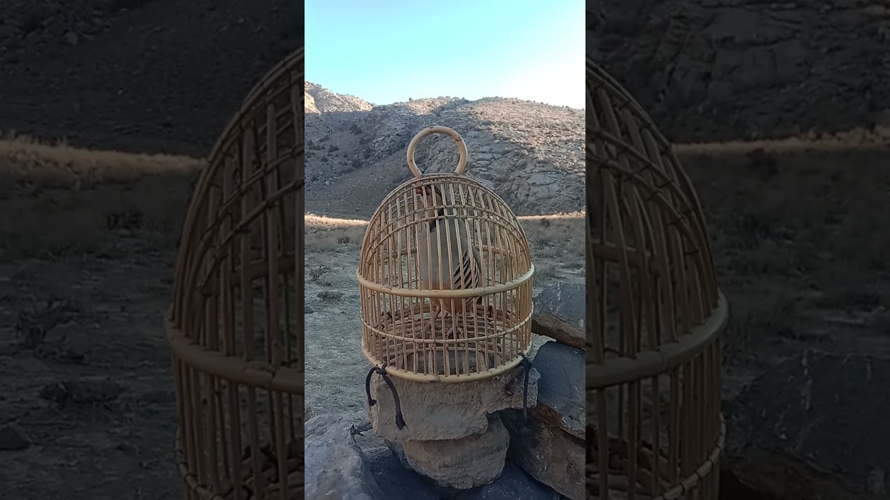 Shikari Chakor sound Keklik sesi voiceFemale chakor awaz@KEKLİKAŞKI @KeklikSevdallar شکاری چکور