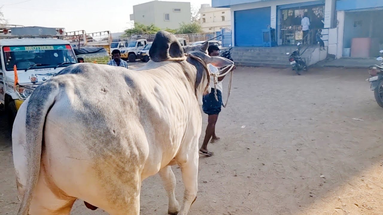 పెబ్బేరు సంతలో 6 పళ్ళ కోడె రేటు మరియు వ్యాపారం చూద్దాం-biggest cattles market in india-ongole bulls 