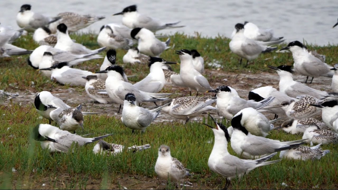 Sandwich Tern Breeding Colony